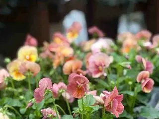 ズボラな毎日、チップ・マリー      …