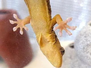 本日のヤモリです。2312日目