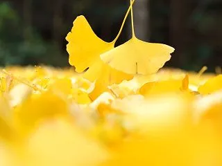 ６０代の恋、もう恋をすることはない、女捨…