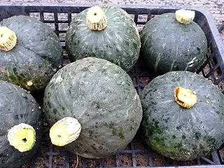 抑制栽培かぼちゃとつくね芋の収穫と生姜の…