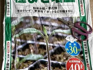 冬野菜の水耕栽培