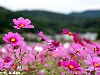 秋桜