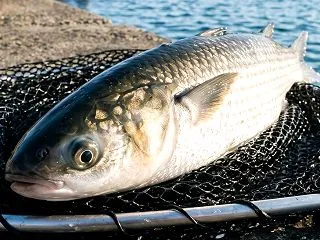 釣れたボラは食べれる？釣り人が食べない理…