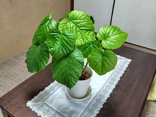 植物たちの冬支度が始まりました