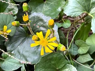 角田先生のお宅に行って楽譜を返してきまし…