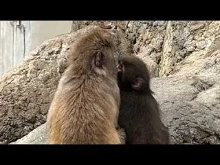 子ザル「パンチ」とぬいぐるみの感動物語