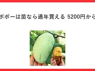 ポポーはどこで買える？生果が店に並ばない…