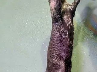 カワウソ