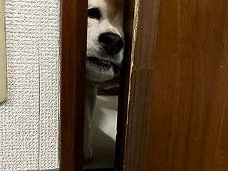 ママごんがリハビリでビーズアート始めまし…