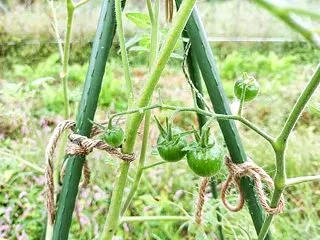 夏野菜から冬野菜へ