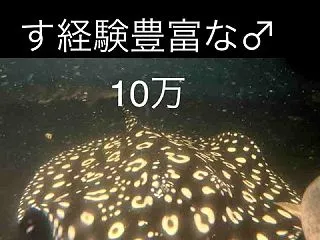 ダイヤ♂45センチ 10万