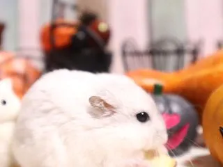 しっかり