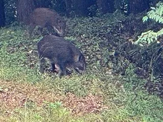 鹿やイノシシより自分と会話出来る方が良い