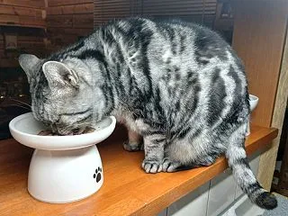 今日のぼうちゃん（11歳)