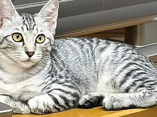 お久しぶりです。少しだけ模様替えをしまし…