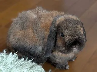 忙しかった週末と「ピンチの時に眺める表」
