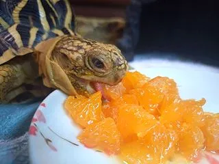 リクガメ じょーたろーとおみかん