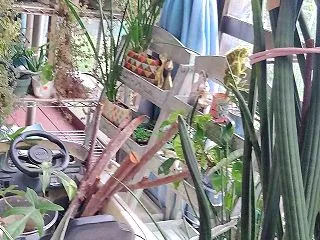 1971多肉 自己満の世界 南のガーデン…