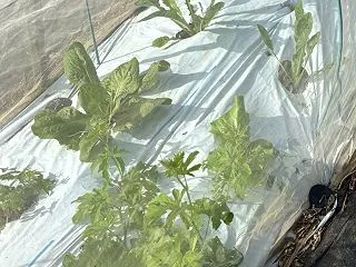 ゴーヤーが出た？ イタリア野菜のウネに、…