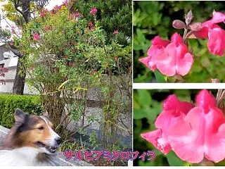 小次郎と秋の草花－サルビアミクロフィラ－