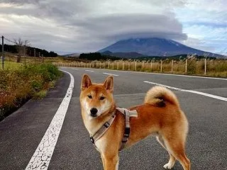 柴犬1歳 2回目の秋がやってくるよ 富士…