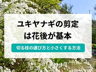 ユキヤナギの剪定方法や時期｜雪柳の基本の…