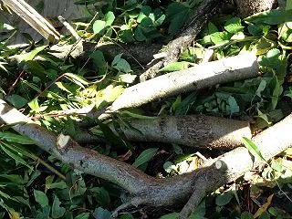 ピーチ樹剪定作業後の片づけ