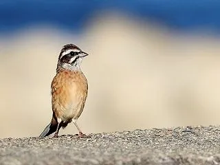 仁王立ち