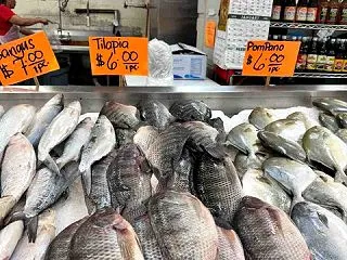 日本でマヒマヒが大漁？？