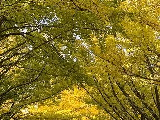 北大イチョウ並木 2026年10月29日…
