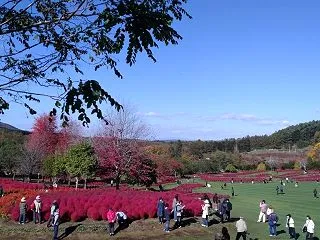コキアとジェラート