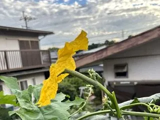 ヘチマのこと