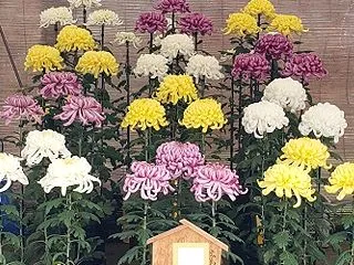 菊花展６日目