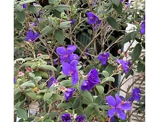 散歩で目にする花、シコンノボタン(紫紺野…
