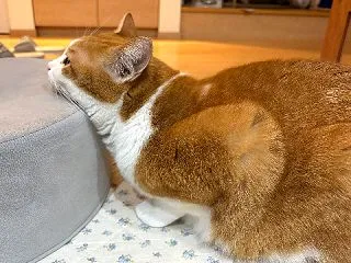60代が駆け抜けていく