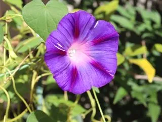 原種に近い10月のアサガオ