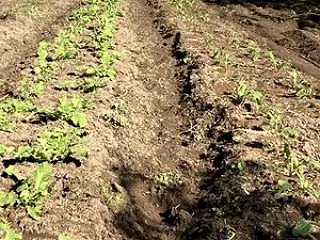 「赤かぶ」の間引き