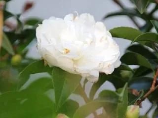 「うちの前庭にて撮影した、今年も咲き始め…