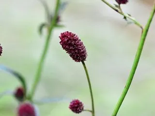 10月30日 ワレモコウ の花言葉