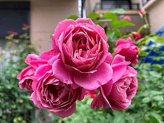 今日咲いてるバラ～あおい、ポールネイロン…