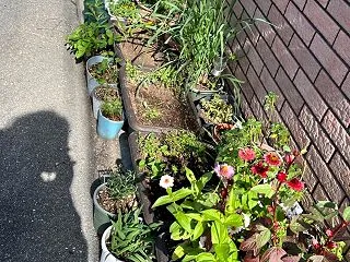 今日はオラオラ引っこ抜きまくった〜