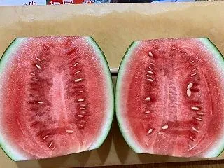 最後のスイカ収穫の結果は！サツマイモ第2…