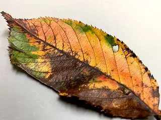 ☆何色も使って描かれているかのよう☆