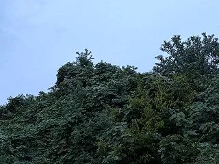 雨