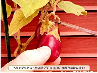10/30 小ナス栽培Ｖ(18)～収穫②…