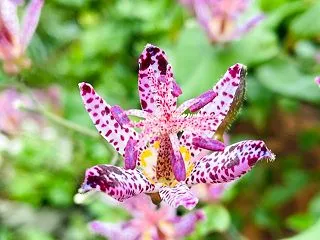 お馴染みのお花とびおらちゃん