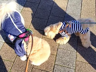 ハロウィン月間が長すぎる 本番前に飽きて…
