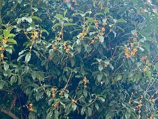 秋の鶴舞公園……ｼﾀﾀﾀｯ ﾍ(*¨)ﾉ