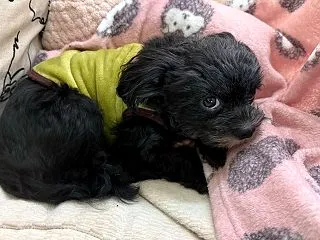 秋田の営業マン どっちだったのかw