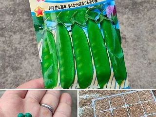 絹さやリベンジ！！今回は数を減らして育苗…